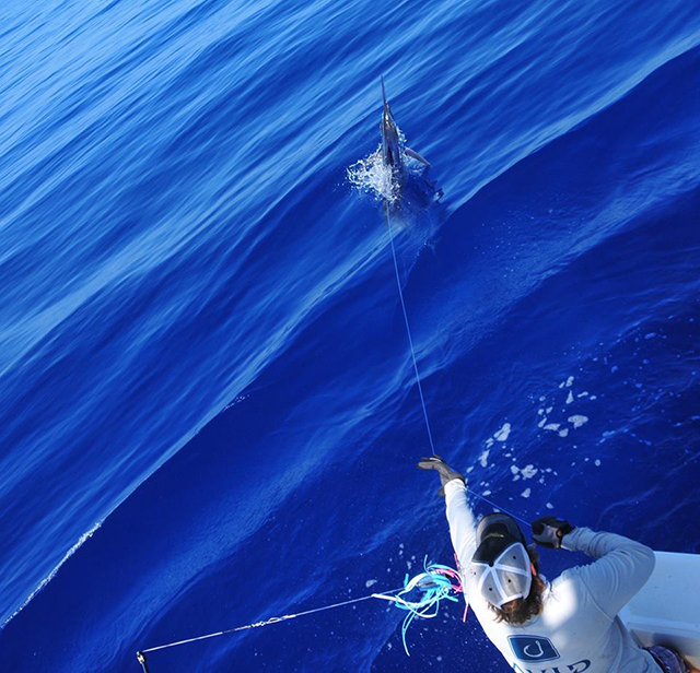 ANGLER: charter client  SPECIES: Blue Marlin  WEIGHT: Est 200lb LURE: JB Lures XL Dingo.